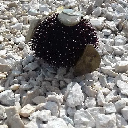 Antonia Nakic -stobrec Daire *